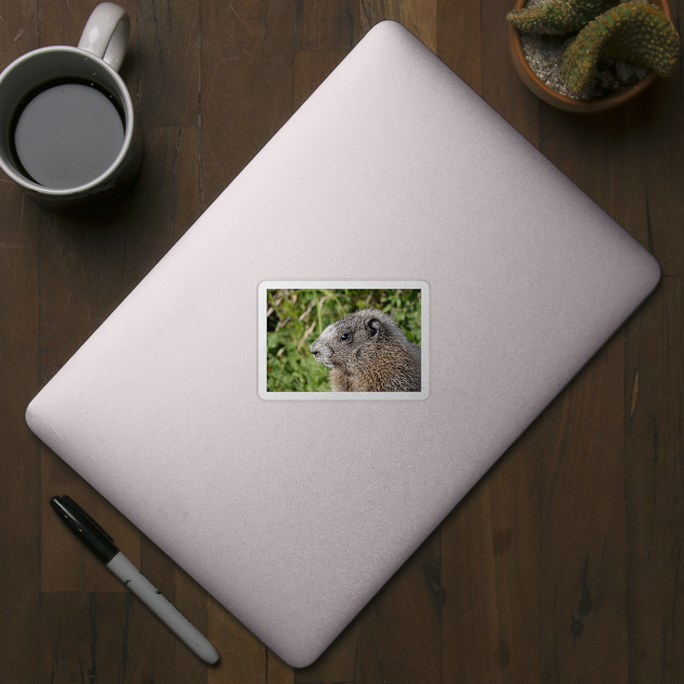 Young hoary marmot by SDym Photography